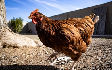 Chicken Walking Photo