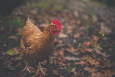 Chicken Walking Photography