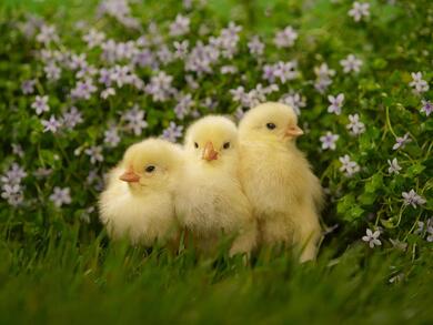 Chicks in Garden