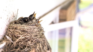 Chicks Nest Bird