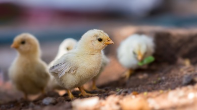 Chicks Nestling