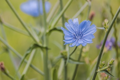 Chicory Plant Light Blue Flower