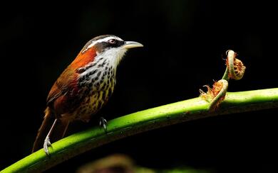 Chinese Hwamei Birds Photo