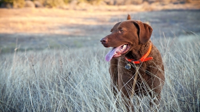 Chocolaty Labrador Dog in Grass HD Wallpaper