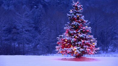 Christmas Tree in Snowy Weather