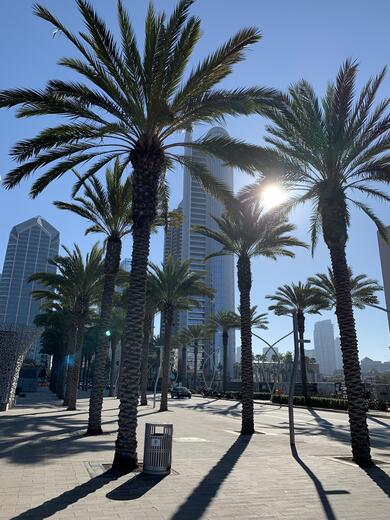 City With Palm Trees