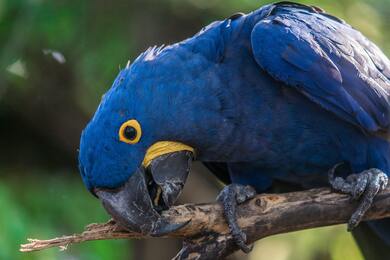 Close Up of Short Beak Blue Parrot