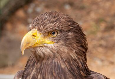 Close Up Photo Of An Eagle