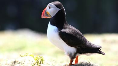 Close up Shot of Bird Puffin 4K