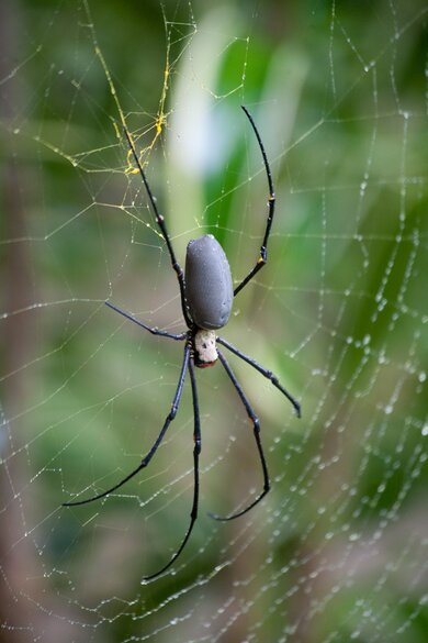 Close up Spider