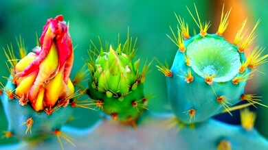 Closeup Cactus Plant