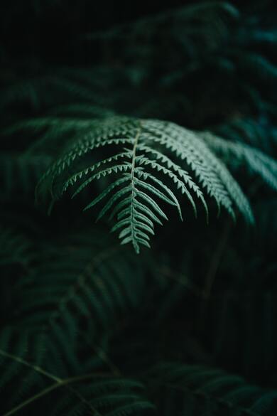 Closeup Look of Tree Leaf