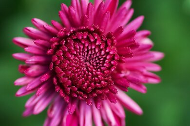 Closeup Of Bright Pink Flower 4K