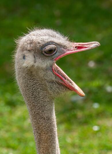 Closeup Photo Of An Ostrich Bird