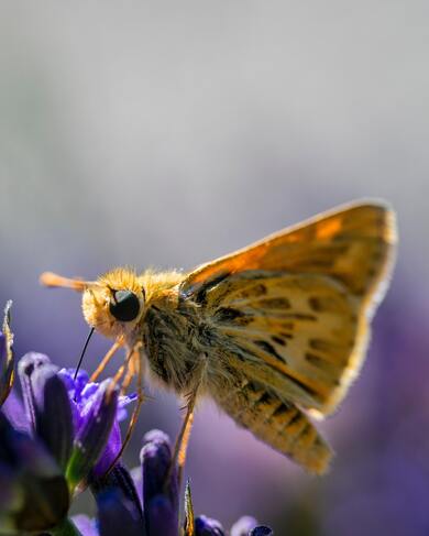 Closeup Photo of Yellow Butterfly