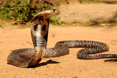 Cobra Snake Photo