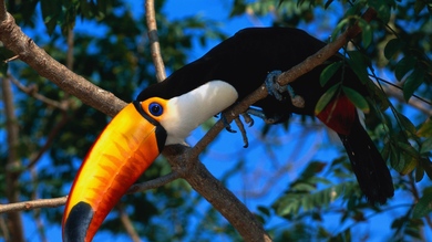 Coco Toucan Bird 4K Wallpaper