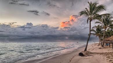 Coconut Tree on Beach Shore During Daylight