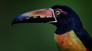 Collared Aracari Bird HD Wallpaper
