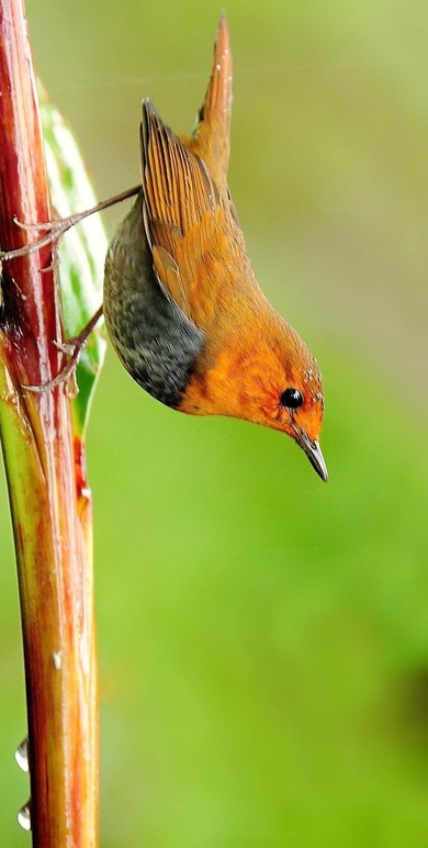 Collared Bush Robin HD Photo