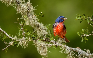 Colorful Bird Sparrow Sitting On Tree