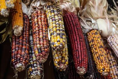 Colorful Corns