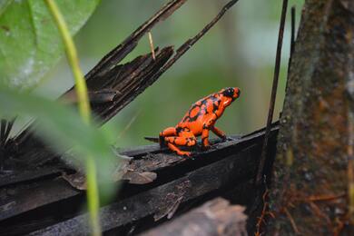 Colorful Frog Image