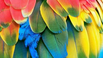Colorful Macaw Salon