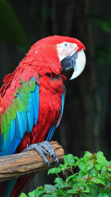 Colorful Parrot Bird on Tree Branch