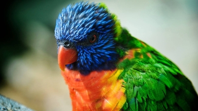 Colorful Parrot HD Pic
