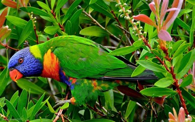 Colorful Parrot