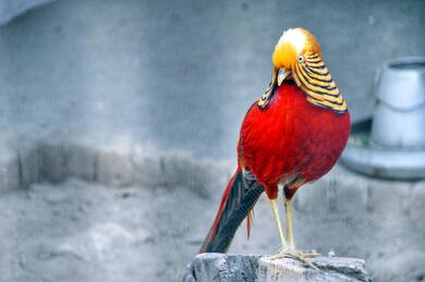 Colourful Bird on Street