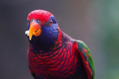 Colourful Parrot Eating Food