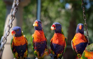 Colourful Parrot Seating in Row