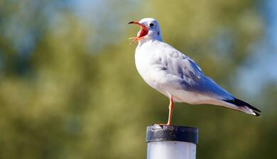 Common Gull Bird Photography