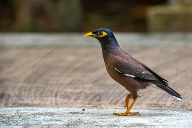 Common Myna Bird Pic