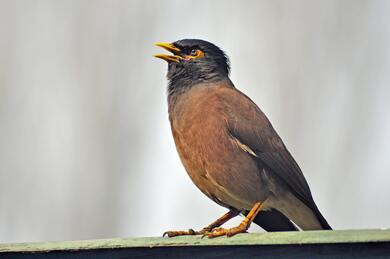 Common Myna Bird Sitting 4K Photo