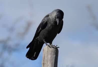 Common Raven Bird Sitting On Tree Stump