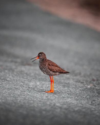 Common Redshank Bird Mobile Photography