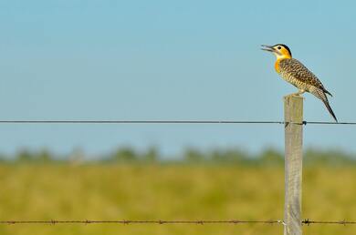 Compo Flicker Bird Sitting on Wood