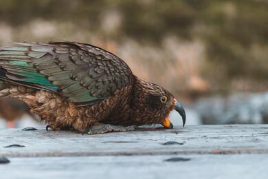 Coopers Hawk Bird Ultra HD Wallpaper