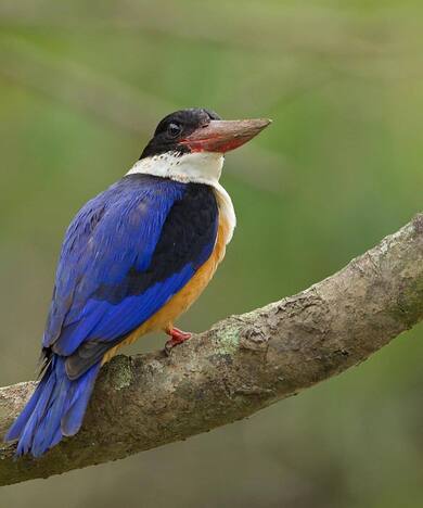 Coraciiformes Blue Bird Photo