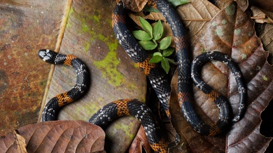 Coral Snake On Leaf 4K Wallpaper