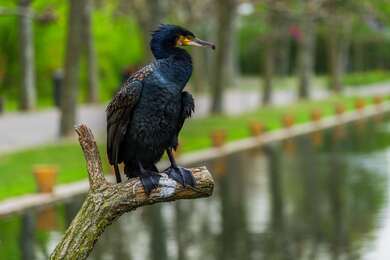 Cormorant Bird 4K Wallpaper