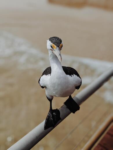 Cormorant Bird Photography