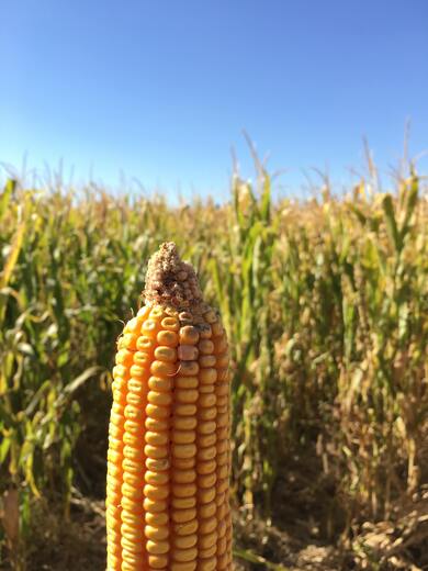 Corn in Farm