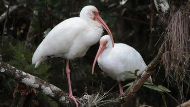 Couple Ibis bird in Jungle 5K Wallpaper