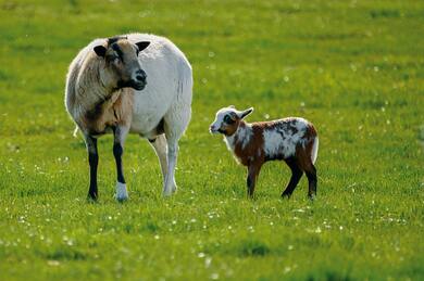 Cow and Calves Standing on Grass