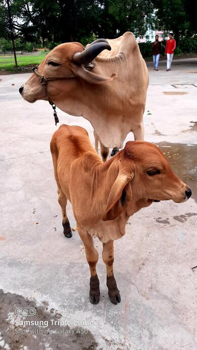 Cow And Its Baby Photo