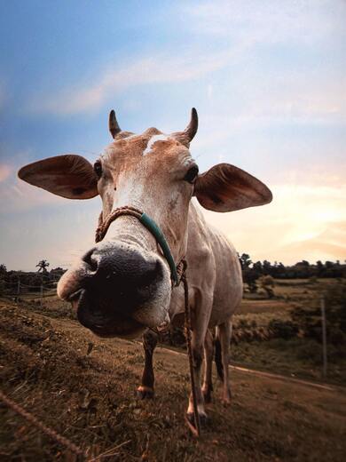 Cow Animal Close Up Face